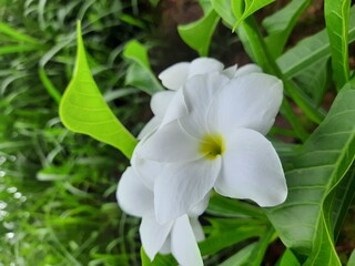 Obraz na płótnie Canvas The beautiful white plumeria flower 