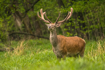 Naklejka na ściany i meble Red Deer stag in the forest. Bieszczady. Carpathian Mountains. Poland.