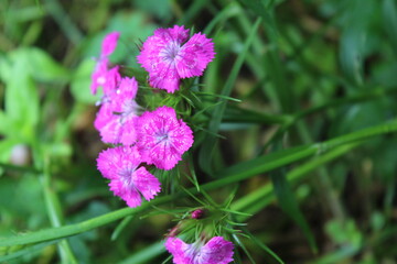 Фиолетовая турецкая гвоздика в саду