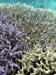 Fototapeta na wymiar Stag hard coral in pristine health