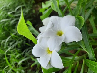 The beautiful white  plumeria flower 