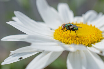 A macro side view of a blue bottle fly feeding on nectar