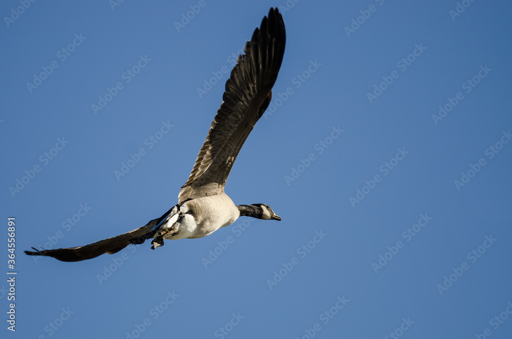 Canvas Prints Lone Canada Goose Flying in a Blue Sky