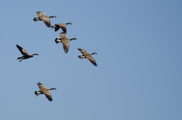 Flock of Canada Geese Flying in a Blue Sky