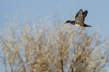 Wood Duck Flying Low Over the Autumn Trees