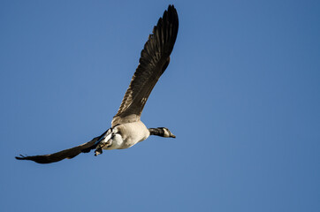Lone Canada Goose Flying in a Blue Sky