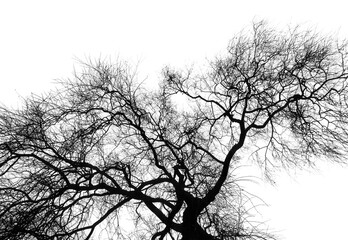 Large Willow tree in dead of winter having lost all leaves