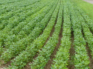 The soybean or soya bean (Glycine max) is a species of legume native to East Asia, widely grown for...
