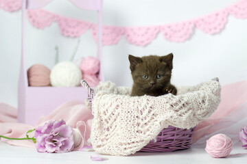 Fototapeta na wymiar Cute kitten plays with balls of wool. Balls of white and pink yarn. Light background. British shorthair lilac cat