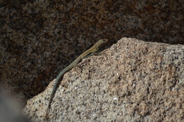 Whiptail Lizard