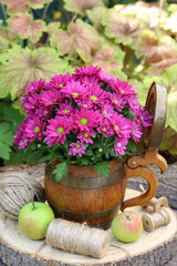 Chrysantheme in Pink im alten Holz-Bierkrug