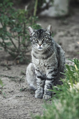 Portrait of neighborhood cat on the front yard. Grey and black colored stripped coat like a tiger. Hazel green eyes with a mean look. Piece of its ear missing from fighting other cats - 364558438