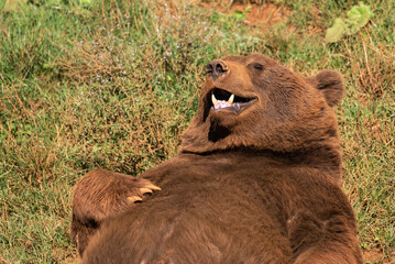 Wild brown bear with fluffy fur relaxing on green field and enjoying sun with closed eyes