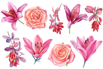 Set of flowers roses, lilies, barberry berries on a white background. Watercolor botanical illustration.