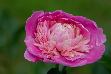 Pink peony close up bloom