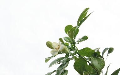 Jasmine flower on white background