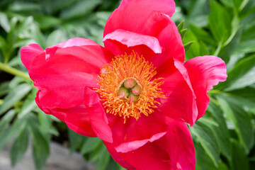 Red peony flower in garden