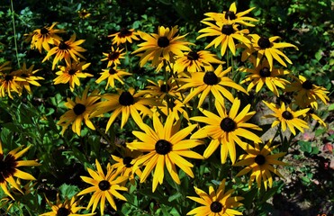 yellow flowers in the garden