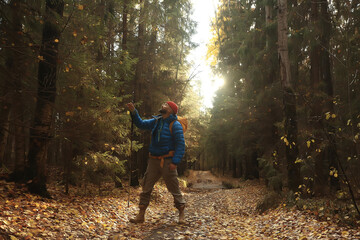 autumn camping in the forest, a male traveler is walking through the forest, yellow leaves landscape in October.