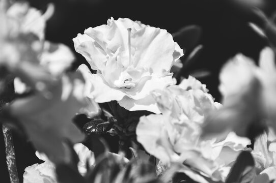 Azalia biała Schneeperle biała piękne kwiatostany rośliny na zdjęciu czarno-białym