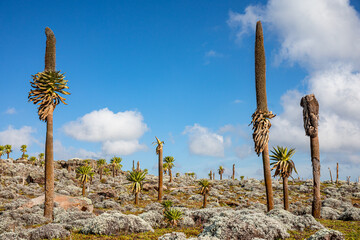 Giant lobelia trees with lush foliage growing on rocky terrain on background of stormy sky in Africa