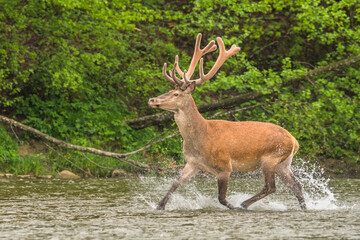 Red Deer stag in the river. Bieszczady. Carpathians. Poland.