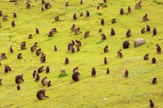 From above of group of gelada baboons sitting on lush meadow and eating grass in Africa