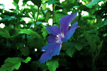Fototapeta Powojnik Clematis  BLUE ANGEL wśród zielonych liści krzewu obraz