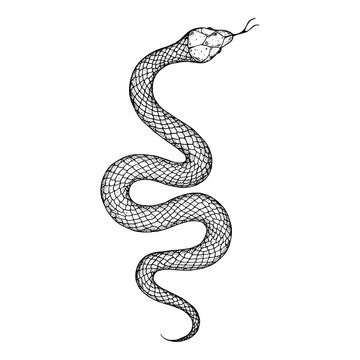Snake sketch illustration. Vector illustration. Hand drawn illustration for t-shirt print, fabric and other uses
