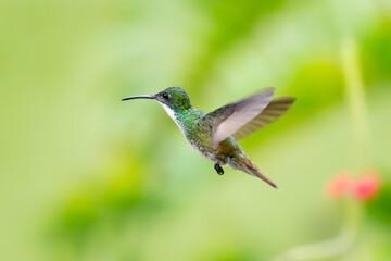 Fototapeta na wymiar A White-chested Emerald hummingbird hovering in the air with a palm leaf blurred in the background.