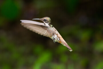 Fototapeta premium A juvenile Ruby Topaz hummingbird hovering with a dark background.