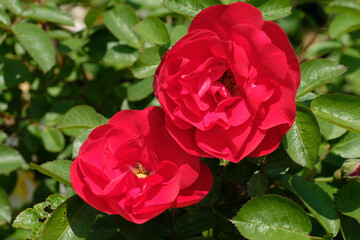 Two red flowers and green leaves. Rosa gallica, the Gallic rose, French rose, or rose of Provins. In bloom. Gardening. Springtime. Poland.