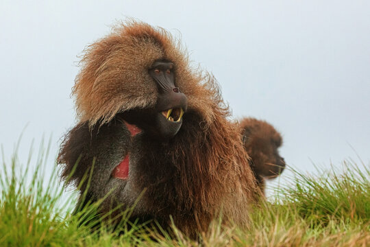 Gelada baboon sitting on lush meadow and eating grass in Ethiopia, Africa