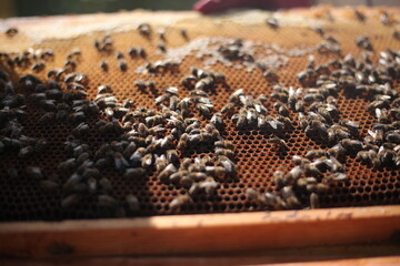 Honey bee frame from a hive with collony collapse disorder. Frame covered with bees.