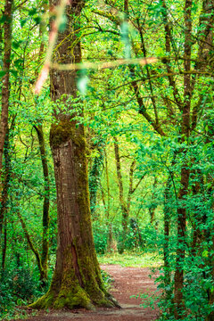 Dark path at the Bosque de Orgi (Orgi Forest) in the Valley of Ultzama in Lizaso, Navarra / Spain