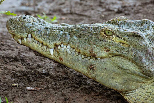 Side view of wild alligator with opened mouth and sharp teeth hiding in dirty mud in Awash Falls Lodge