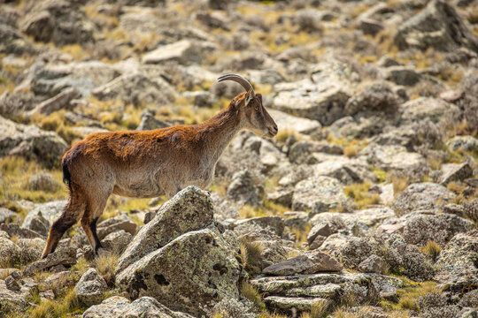 Side view of wild ibex with large horns pasturing in rough rocky terrain in Ethiopia