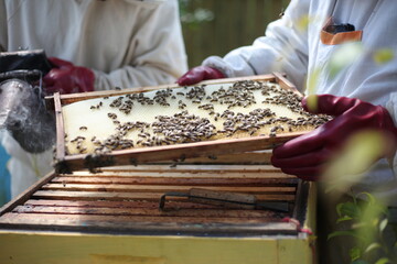 Honey bee frame from a hive with collony collapse disorder. Frame covered with bees.