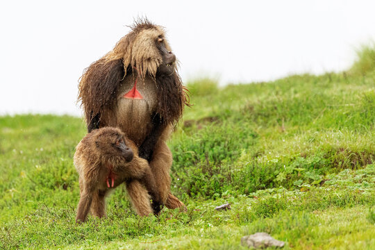 Male and female baboons copulating on wet meadow during overcast day in Africa