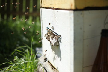Honey bee frame from a hive with collony collapse disorder. Frame covered with bees.