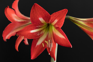 Red amaryllis flowers isolated on a black background.