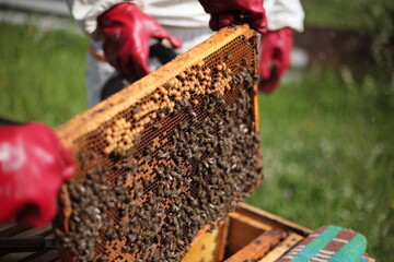 Beehives in apiary with bees, landing boards