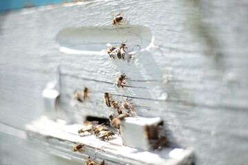 Beehives in apiary with bees, landing boards