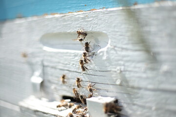 Beehives in apiary with bees, landing boards