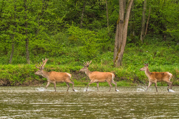 Red Deer stag in the river. Bieszczady. Carpathians. Poland.