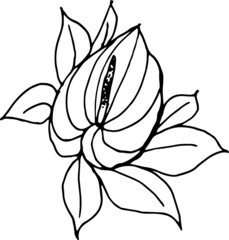 black and white flower