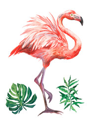 Watercolor illustration of a pink flamingo. Flamingo and tropical plants.