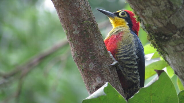 Woodpecker-Benedito Likes to appear, with its showy colors and a lot of noise