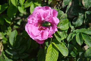 Fototapete bei efototapeten.de bestellen   