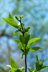 the blossoming leaves of the tree are bright green against a strong bokeh background. Sunny day, spring